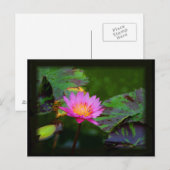 ロータス開花 ポストカード (正面/裏面)