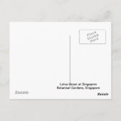 ロータス開花 ポストカード (裏面)