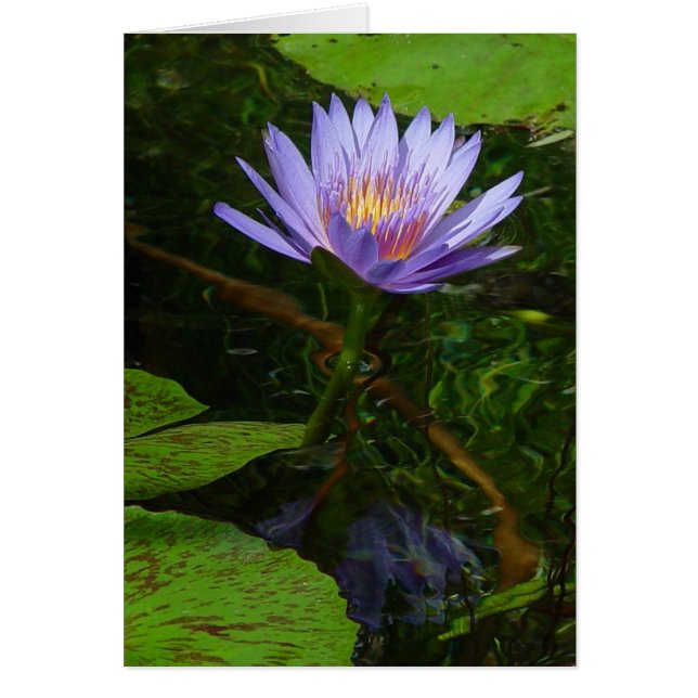 ロータス (正面)