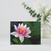 ロータス2 ポストカード (スタンド正面)