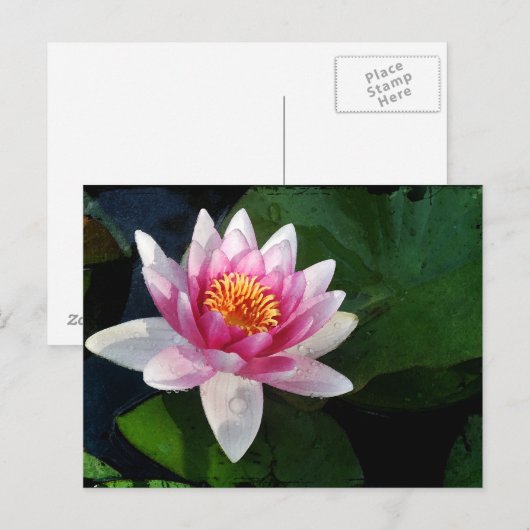 ロータス2 ポストカード (正面/裏面)