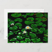 ロータス ポストカード (正面/裏面)