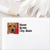 ローデシアンのリッジバックカラーブロック ラベル (インサイチュ)