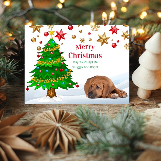 ローデシアンのリッジバッククリスマスホリディポストカード シーズンポストカード