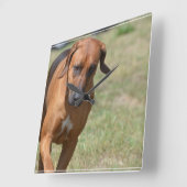 ローデシアンのリッジバックプランシング スクエア壁時計 (傾斜)