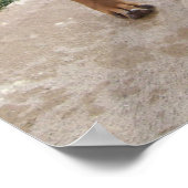 ローデシアン犬ペットはいたずらを育てる ポスター (角)