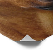 ローデシアン・リッジバックドッグプリント ポスター (角)