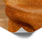 ローデシアン・リッジバックドッグ ポスター (角)