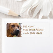 ローデシアン・リッジバック差出人住所ラベル ラベル (インサイチュ)