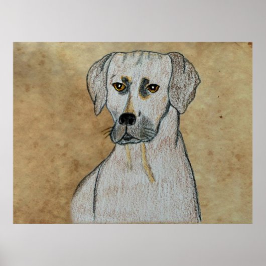 ローデシアン・リッジバック ポスター (正面)