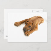 ローデシアン・リッジバック ポストカード (正面/裏面)