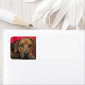 ローデシアン・リッジバック ラベル (インサイチュ)