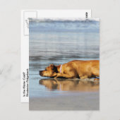 ローデシアン・リッジバック – 水は冷たい? ポストカード (正面/裏面)