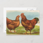 ロードアイランドレッズ ポストカード (正面/裏面)