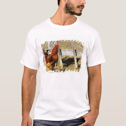 ロードアイランドレッドの雄鶏 Tシャツ (正面)