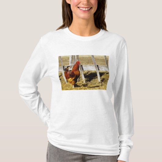 ロードアイランドレッドの雄鶏 Tシャツ (正面)