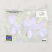 ロードアイランド州花:バイオレット ポストカード (裏面)