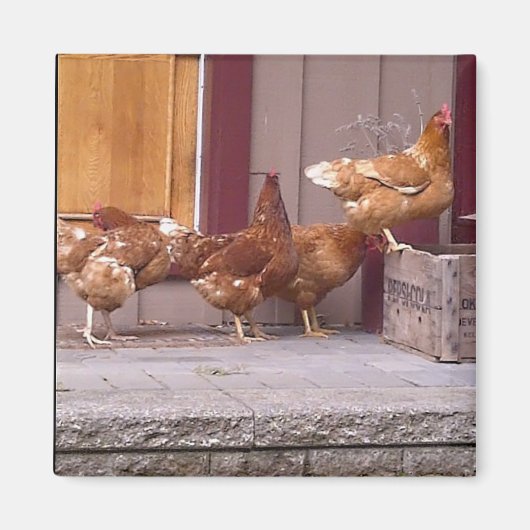 ロードアイランド磁石 マグネット (正面)