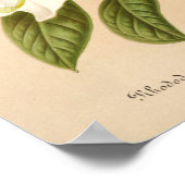 ロードデンドラムセステリアヌムフローラアート ポスター (角)