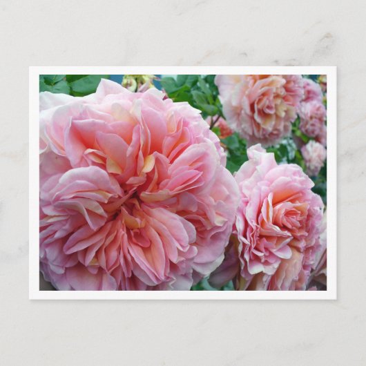 ロードデンドラム葉書 ポストカード (正面)