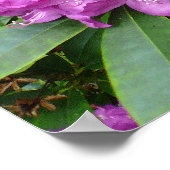 ロードデンドロンポンティカム ポスター (角)