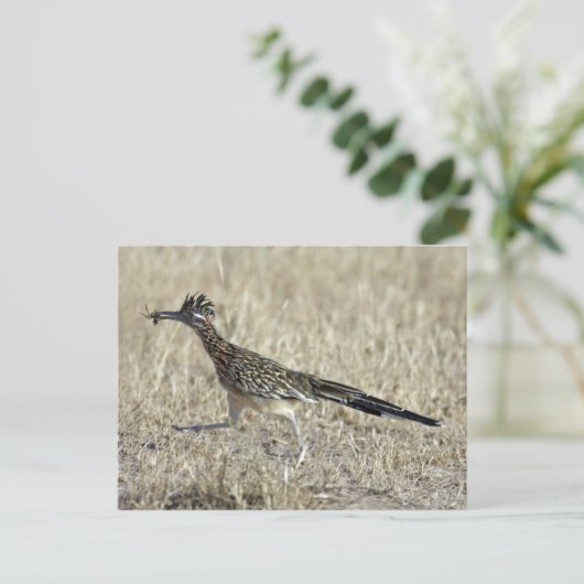 ロードランナーの写真の郵便はがき ポストカード (スタンド正面)