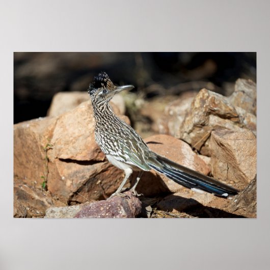 ロードランナーは探索の途中でしばらく立ち止まる ポスター (正面)