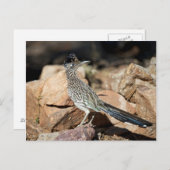 ロードランナーは調査で瞬間的に休止します ポストカード (正面/裏面)