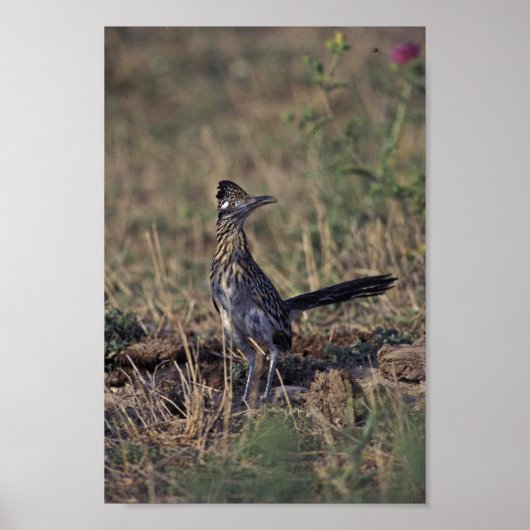 ロードランナー ポスター (正面)