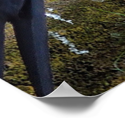 ロープのポスターにハゲのワシ ポスター (角)