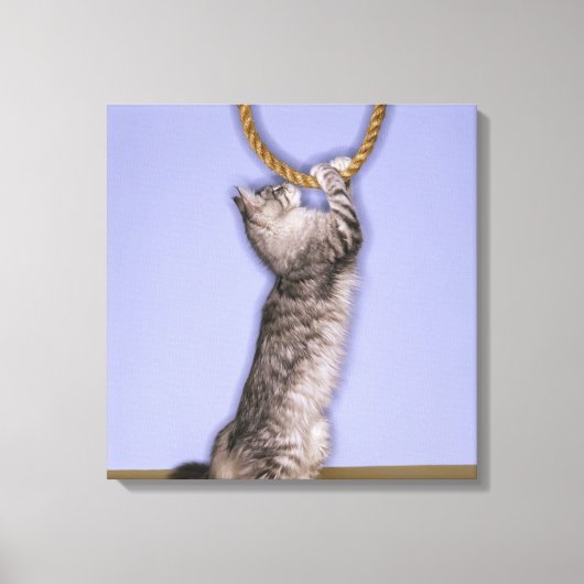 ロープを手に入れる猫 キャンバスプリント (正面)