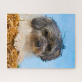 ローヘン犬の品種。 ジグソーパズル (横)