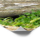 ローランドシルバーバック雄ゴリラのナックル歩く ポスター (角)