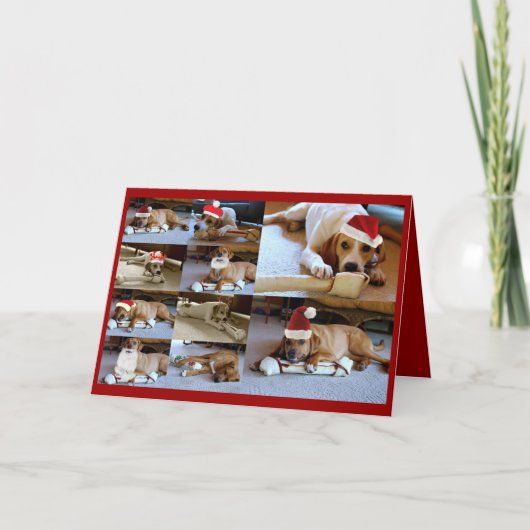 ローラ犬 シーズンカード (正面)