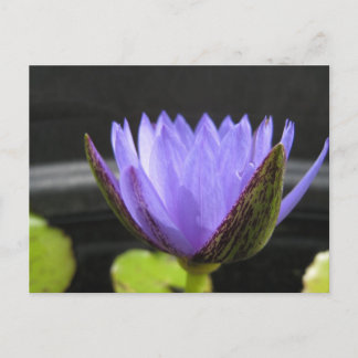 ローラ・フラーゼ ポストカード