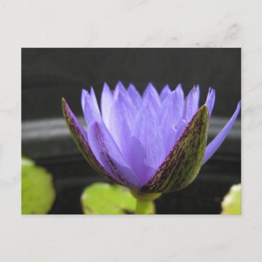 ローラ・フラーゼ ポストカード (正面)