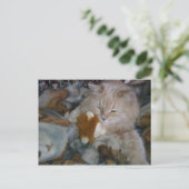 ロールモデルCat ポストカード (スタンド正面)