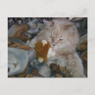 ロールモデルCat ポストカード