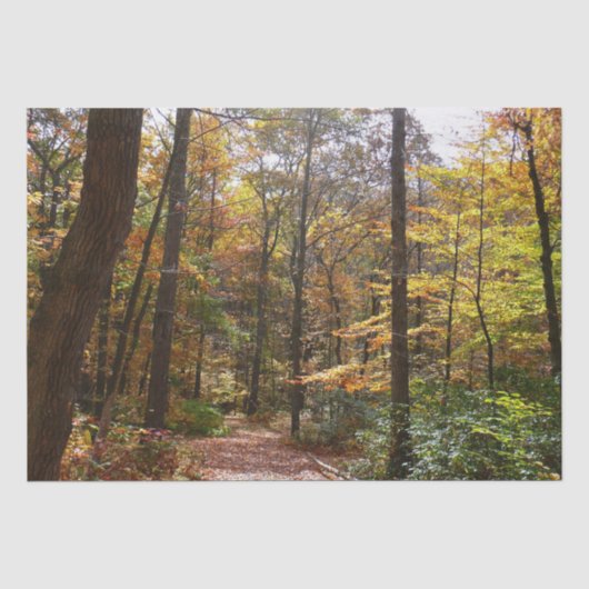 ローレルヒル州立公園の陽ざしたっぷりの秋の遊歩道 薄葉紙 (正面)