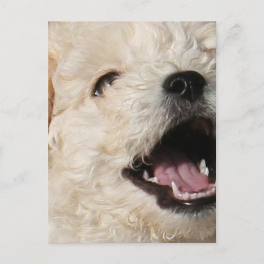 ローレンス葉書 ポストカード (正面)