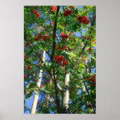 ローワンの木 ポスター (正面)