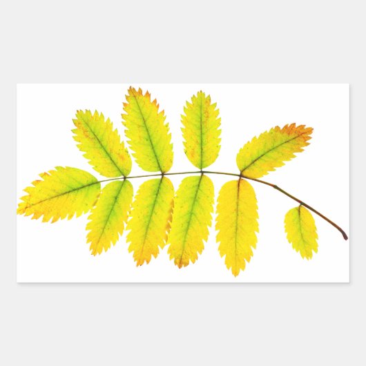 ローワンツリー紅葉 長方形シール (正面)