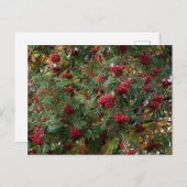 ローワンベリー ポストカード (正面/裏面)