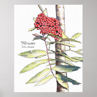 ローワン勉強 ポスター