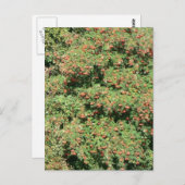 ローワン・ツリー（漿果） ポストカード (正面/裏面)