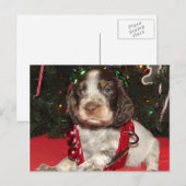 ローンの英国のスプリンガースパニエルのクリスマスの子犬 シーズンポストカード (正面/裏面)