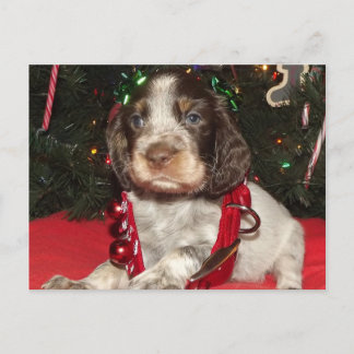 ローンの英国のスプリンガースパニエルのクリスマスの子犬 シーズンポストカード
