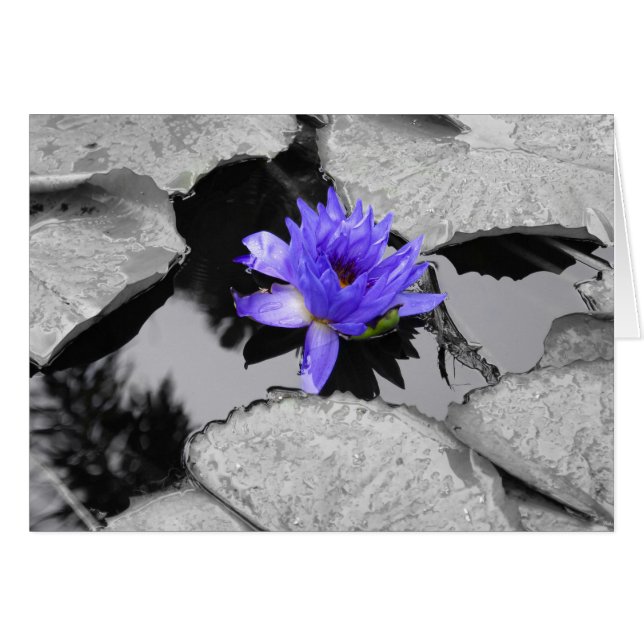 ローンウォーターリリー (正面横)