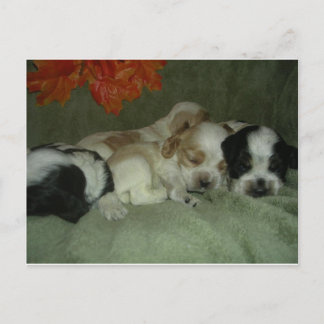 ローンコッカースパニエル犬子犬。昼寝時間！ ポストカード