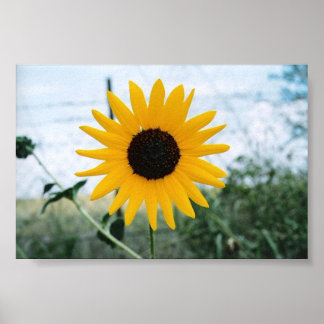 ローンサンフロアー ポスター